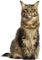 WEBP