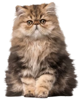 WEBP