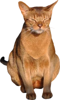 WEBP