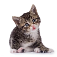 WEBP