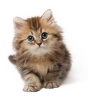 WEBP