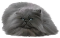 WEBP