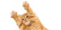 WEBP