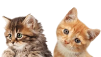 WEBP
