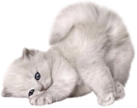 WEBP
