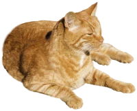 WEBP