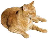 WEBP