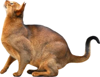 WEBP