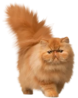 WEBP