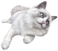 WEBP
