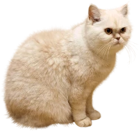 WEBP
