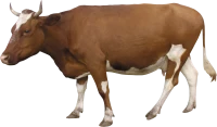 WEBP