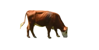 WEBP