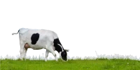 WEBP