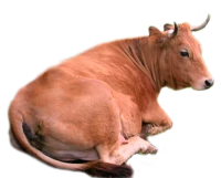WEBP