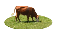 WEBP