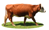 WEBP