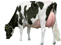 WEBP