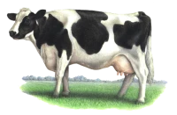 WEBP