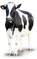 WEBP