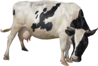 WEBP