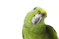 WEBP