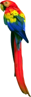 WEBP