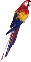 WEBP
