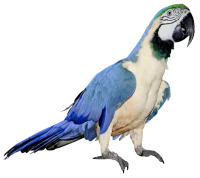 WEBP