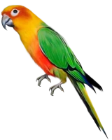 WEBP