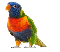 WEBP