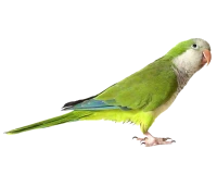 WEBP