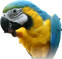 WEBP