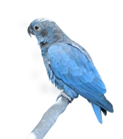 WEBP