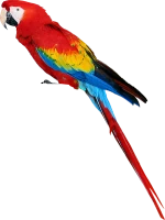 WEBP