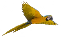 WEBP