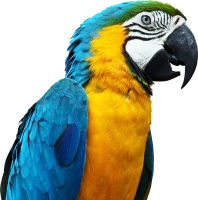 WEBP