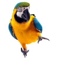 WEBP