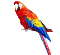 WEBP