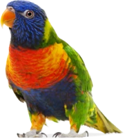 WEBP