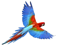 WEBP