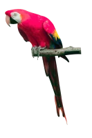 WEBP