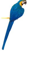 WEBP