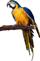 WEBP