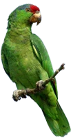 WEBP