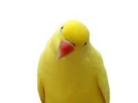 WEBP