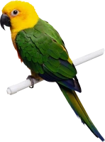 WEBP