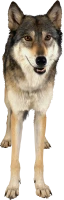 WEBP