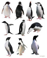 WEBP