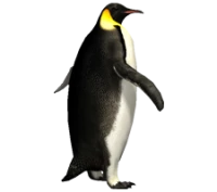 WEBP